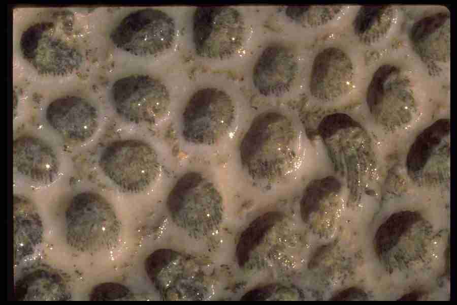 Patterns & Designs - Corel Professional Photos ></a>
<script language=JavaScript> 
  var txt = 