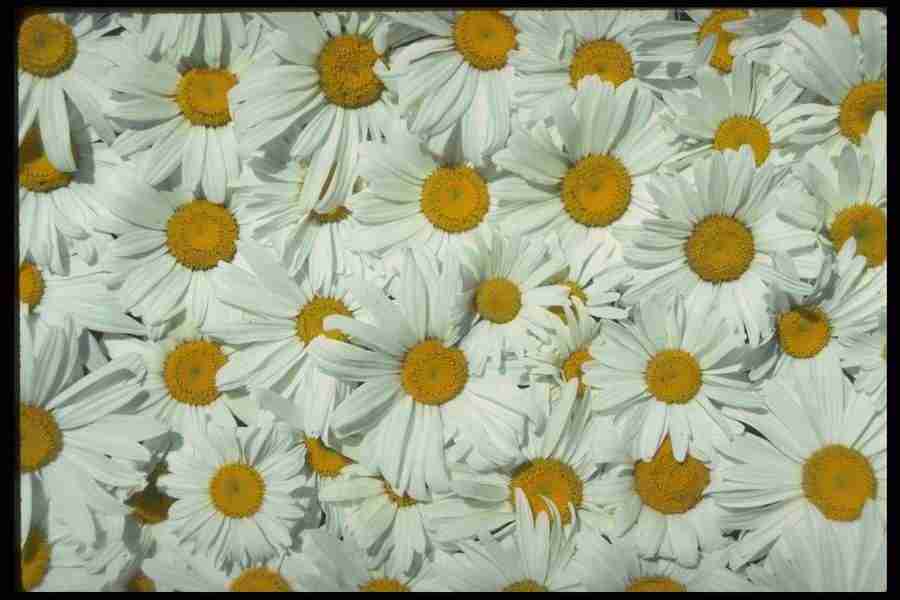 Patterns & Designs - Corel Professional Photos ></a>
<script language=JavaScript> 
  var txt = 