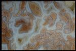 Corel Professional Photos: Patterns In Stone 