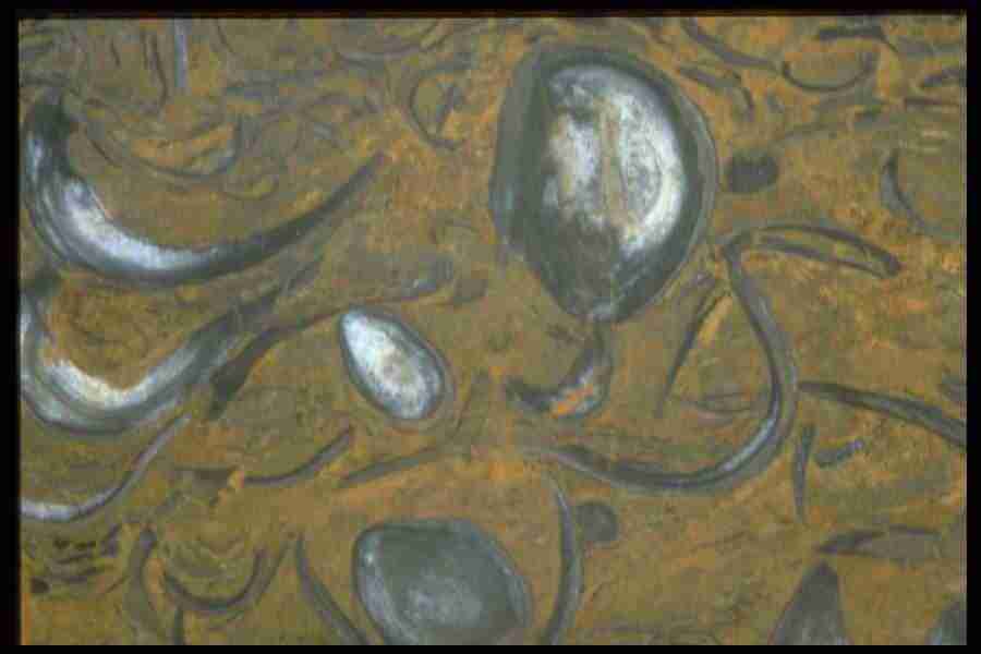 Patterns In Stone - Corel Professional Photos ></a>
<script language=JavaScript> 
  var txt = 