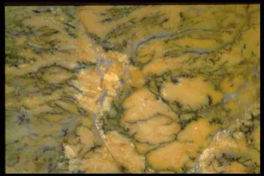 Patterns In Stone - Corel Professional Photos ></a>
<script language=JavaScript> 
  var txt = 