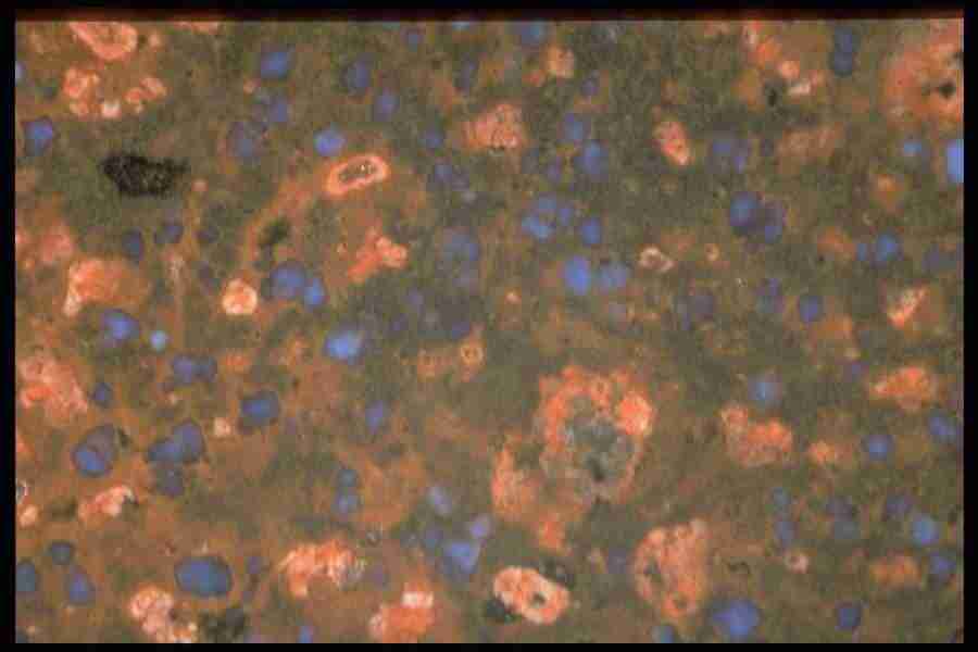 Patterns In Stone - Corel Professional Photos ></a>
<script language=JavaScript> 
  var txt = 