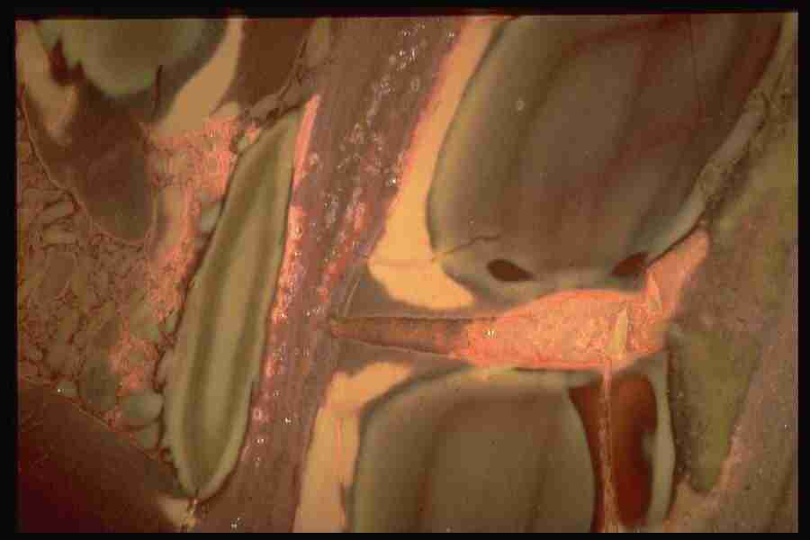 Patterns In Stone - Corel Professional Photos ></a>
<script language=JavaScript> 
  var txt = 