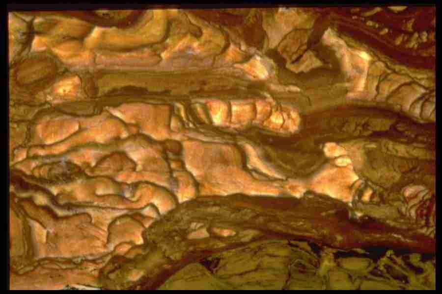 Patterns In Stone - Corel Professional Photos ></a>
<script language=JavaScript> 
  var txt = 