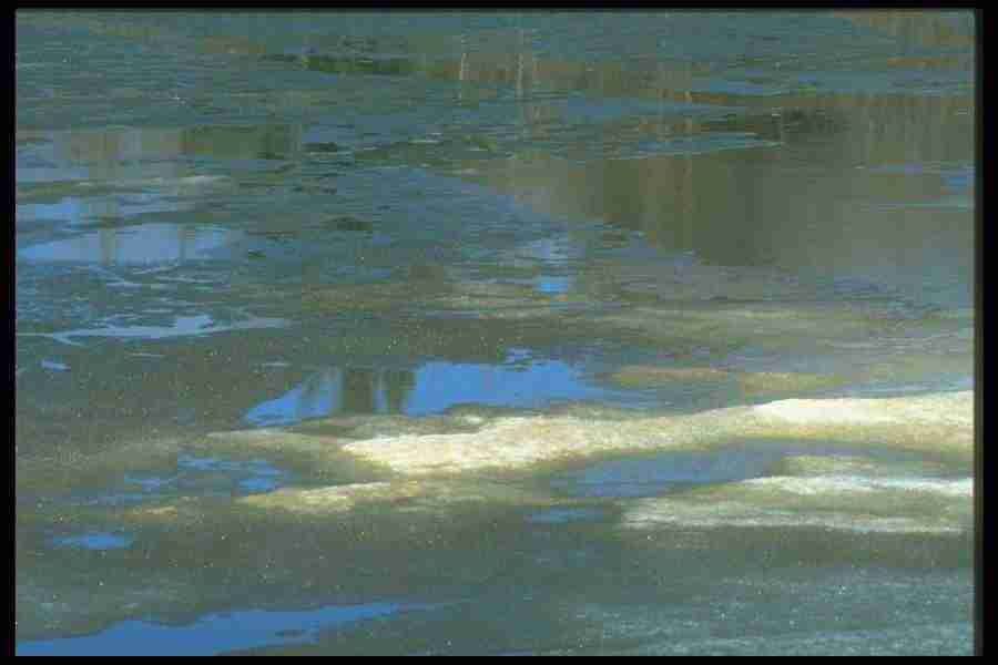 Spring - Corel Professional Photos ></a>
<script language=JavaScript> 
  var txt = 