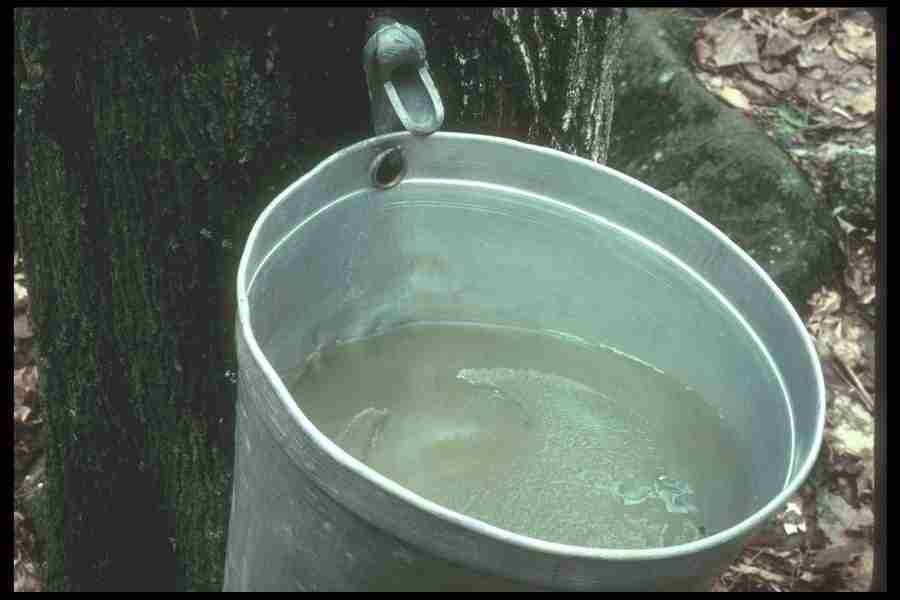 Spring - Corel Professional Photos ></a>
<script language=JavaScript> 
  var txt = 