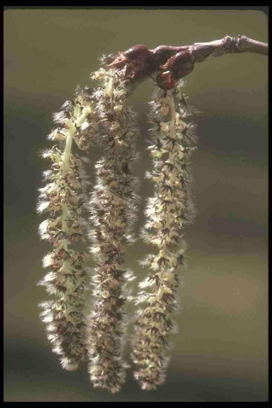 Spring - Corel Professional Photos ></a>
<script language=JavaScript> 
  var txt = 