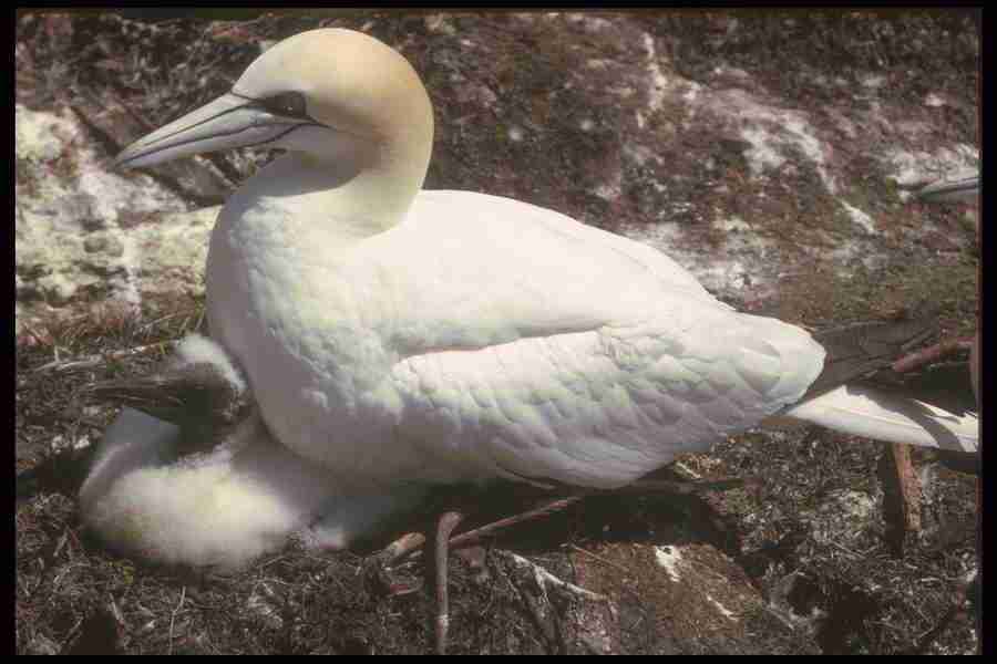 Spring - Corel Professional Photos ></a>
<script language=JavaScript> 
  var txt = 