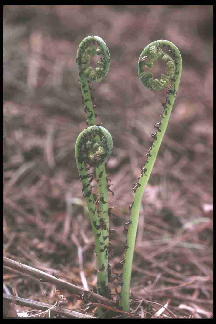 Spring - Corel Professional Photos ></a>
<script language=JavaScript> 
  var txt = 