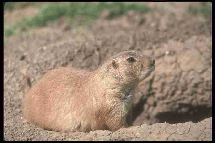 Spring - Corel Professional Photos ></a>
<script language=JavaScript> 
  var txt = 