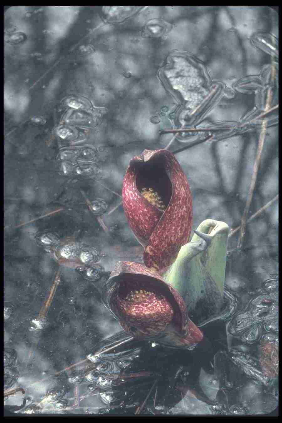 Spring - Corel Professional Photos ></a>
<script language=JavaScript> 
  var txt = 