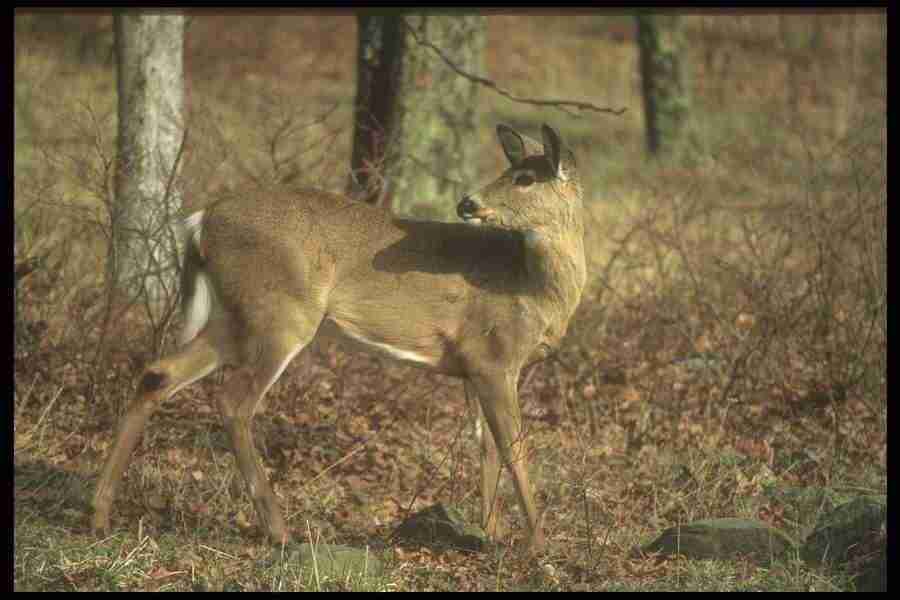 Spring - Corel Professional Photos ></a>
<script language=JavaScript> 
  var txt = 