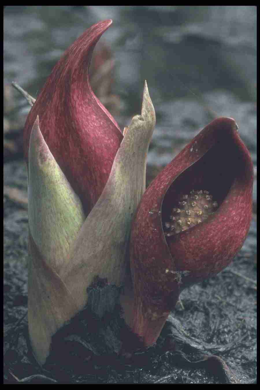 Spring - Corel Professional Photos ></a>
<script language=JavaScript> 
  var txt = 