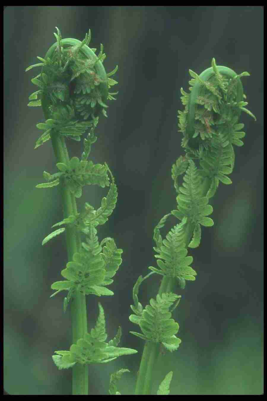 Spring - Corel Professional Photos ></a>
<script language=JavaScript> 
  var txt = 