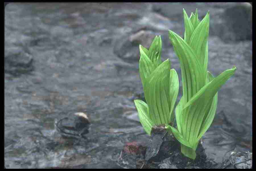 Spring - Corel Professional Photos ></a>
<script language=JavaScript> 
  var txt = 