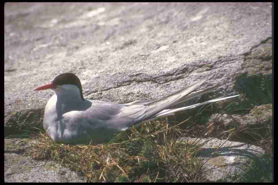 Spring - Corel Professional Photos ></a>
<script language=JavaScript> 
  var txt = 