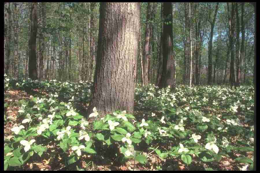 Spring - Corel Professional Photos ></a>
<script language=JavaScript> 
  var txt = 