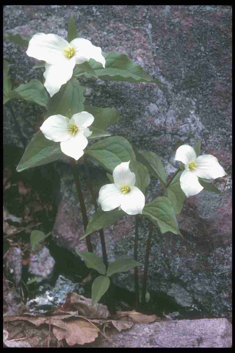 Spring - Corel Professional Photos ></a>
<script language=JavaScript> 
  var txt = 