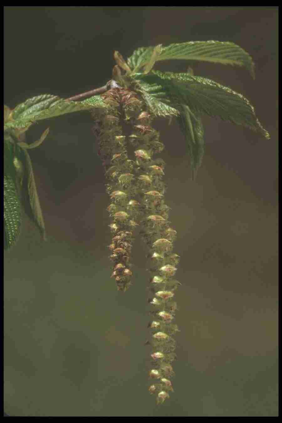 Spring - Corel Professional Photos ></a>
<script language=JavaScript> 
  var txt = 