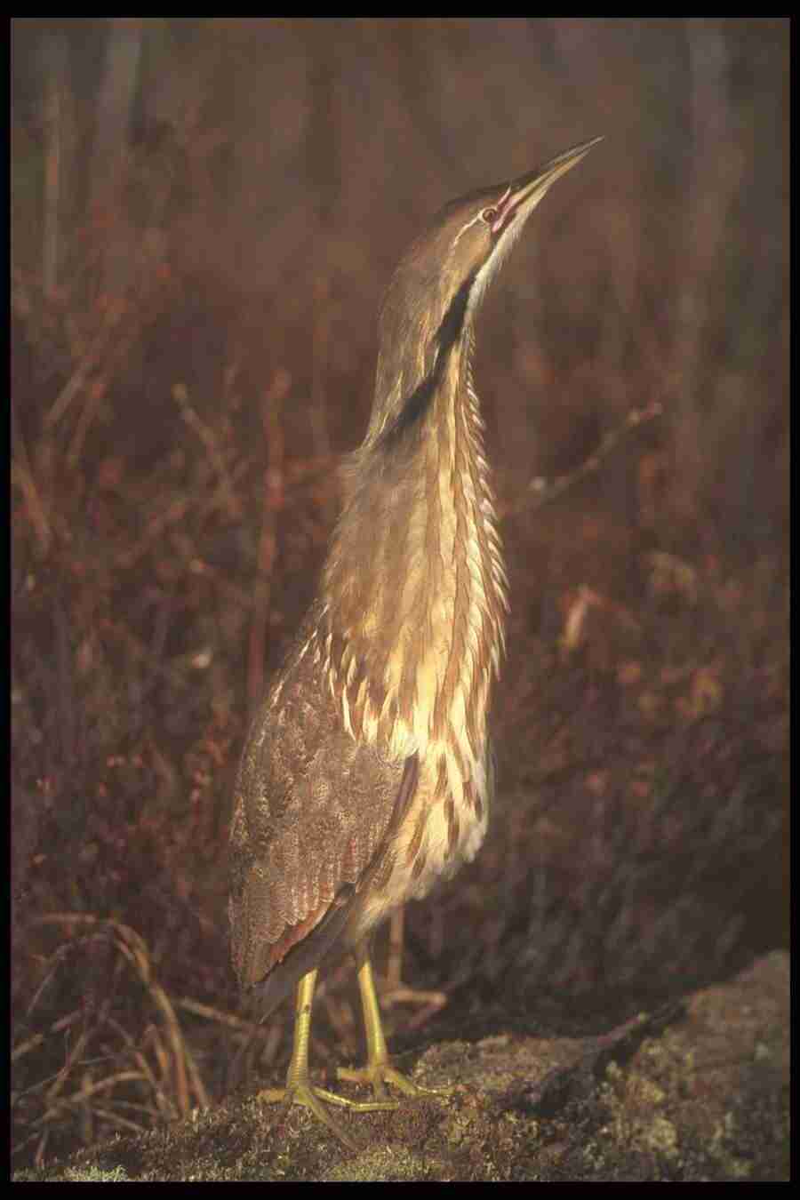 Spring - Corel Professional Photos ></a>
<script language=JavaScript> 
  var txt = 