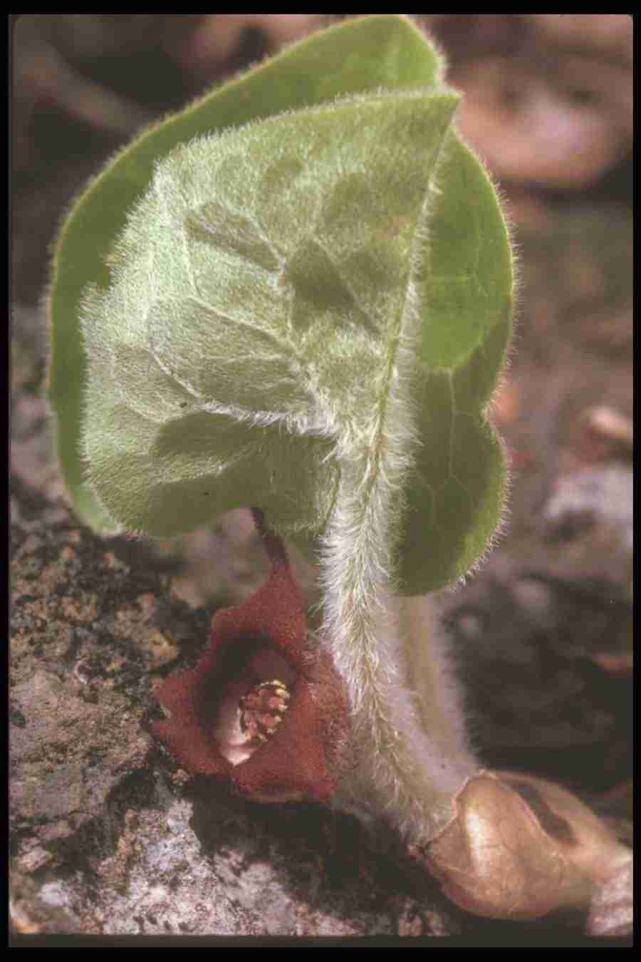 Spring - Corel Professional Photos ></a>
<script language=JavaScript> 
  var txt = 