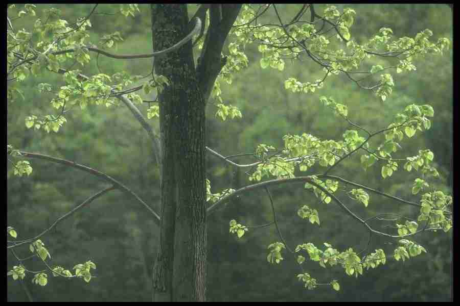 Spring - Corel Professional Photos ></a>
<script language=JavaScript> 
  var txt = 