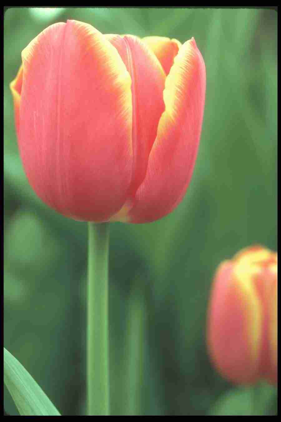 Spring - Corel Professional Photos ></a>
<script language=JavaScript> 
  var txt = 