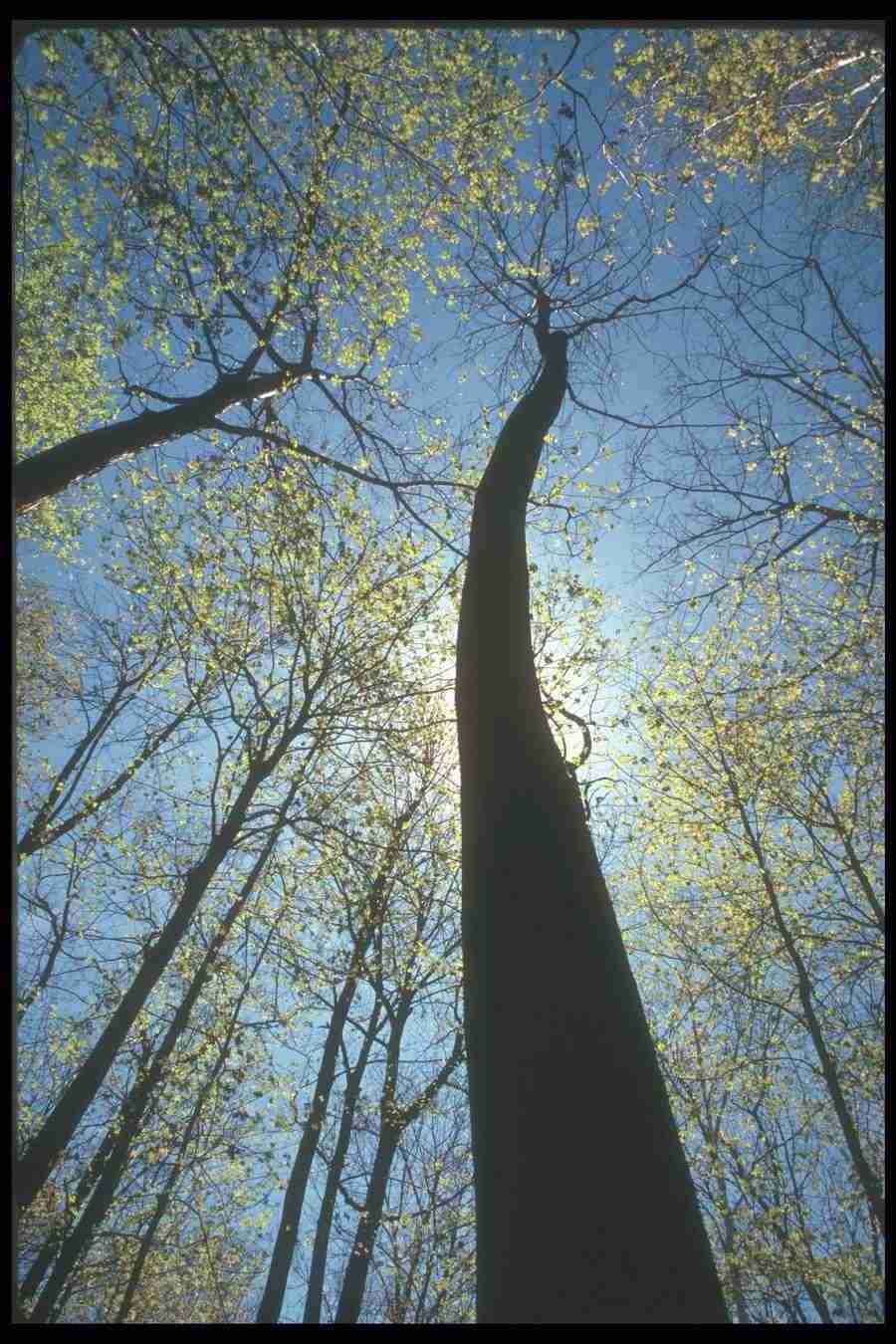 Spring - Corel Professional Photos ></a>
<script language=JavaScript> 
  var txt = 