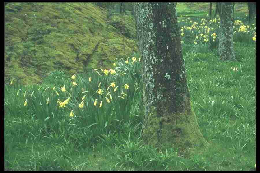 Spring - Corel Professional Photos ></a>
<script language=JavaScript> 
  var txt = 