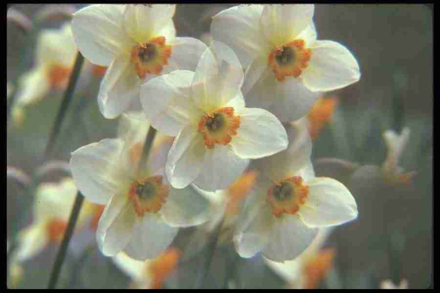 Spring - Corel Professional Photos ></a>
<script language=JavaScript> 
  var txt = 