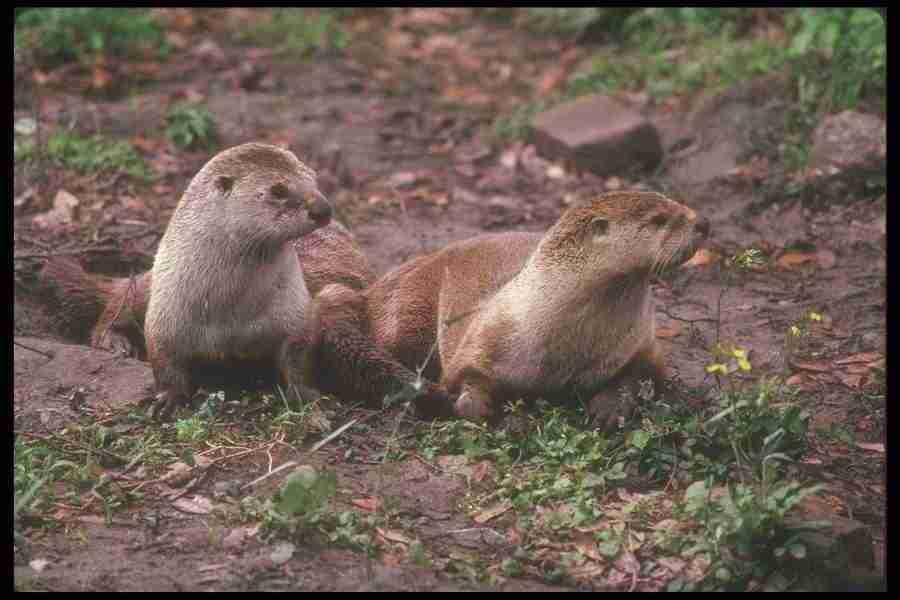 Spring - Corel Professional Photos ></a>
<script language=JavaScript> 
  var txt = 