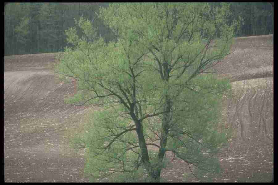 Spring - Corel Professional Photos ></a>
<script language=JavaScript> 
  var txt = 