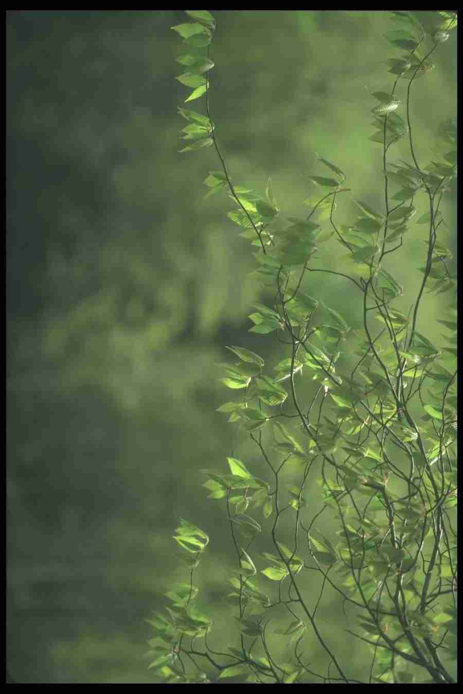 Spring - Corel Professional Photos ></a>
<script language=JavaScript> 
  var txt = 