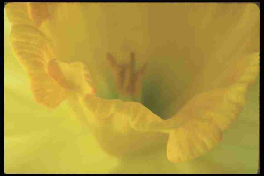 Spring - Corel Professional Photos ></a>
<script language=JavaScript> 
  var txt = 