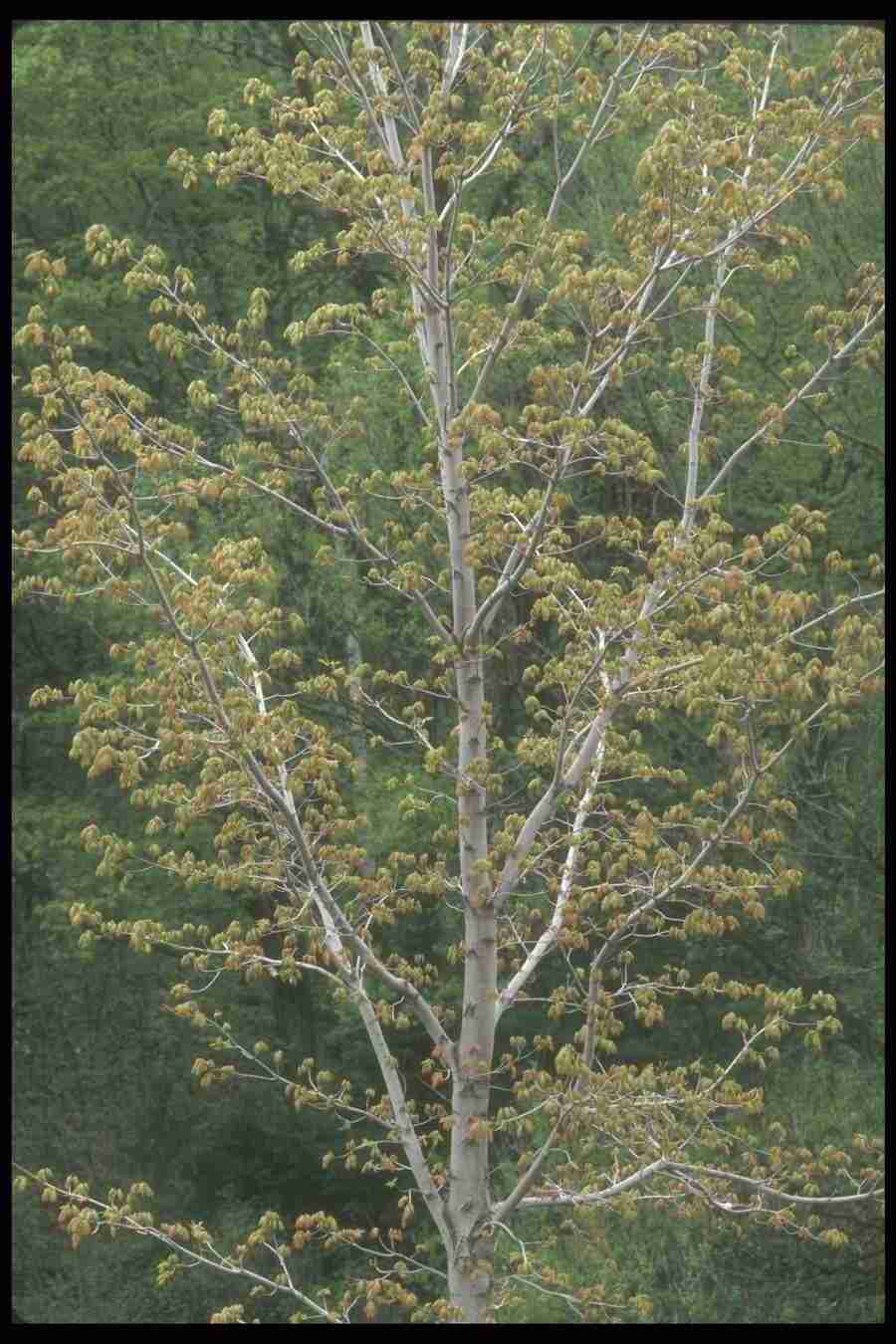 Spring - Corel Professional Photos ></a>
<script language=JavaScript> 
  var txt = 