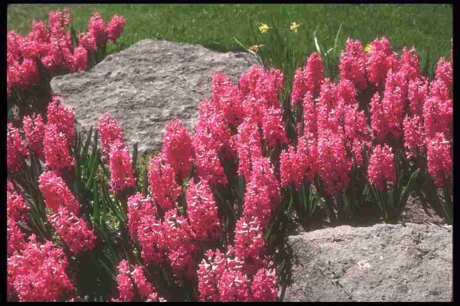 Spring - Corel Professional Photos ></a>
<script language=JavaScript> 
  var txt = 