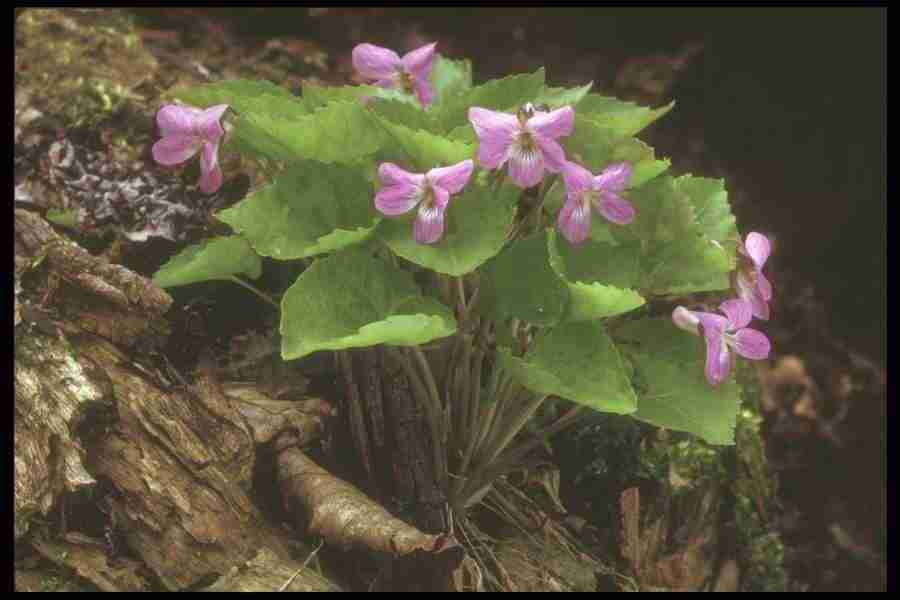 Spring - Corel Professional Photos ></a>
<script language=JavaScript> 
  var txt = 