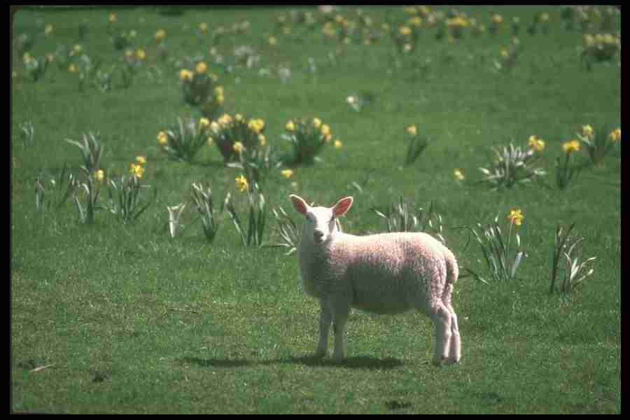 Spring - Corel Professional Photos ></a>
<script language=JavaScript> 
  var txt = 