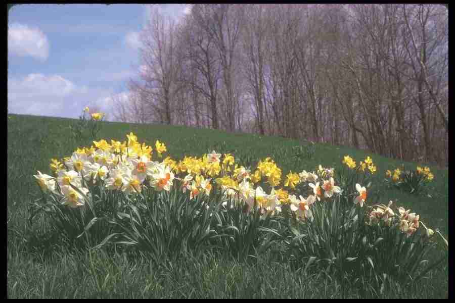 Spring - Corel Professional Photos ></a>
<script language=JavaScript> 
  var txt = 