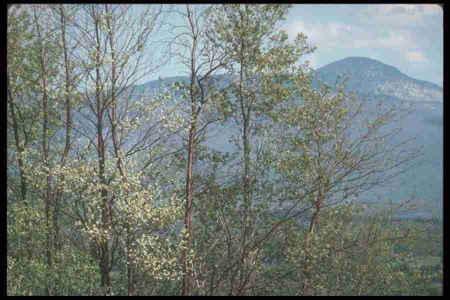 Spring - Corel Professional Photos ></a>
<script language=JavaScript> 
  var txt = 