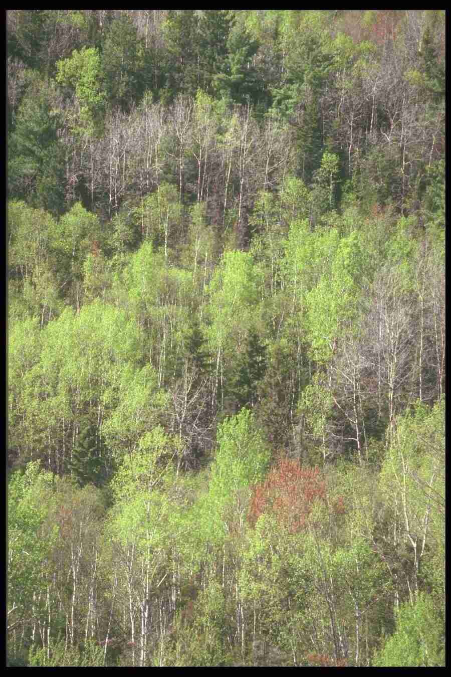 Spring - Corel Professional Photos ></a>
<script language=JavaScript> 
  var txt = 