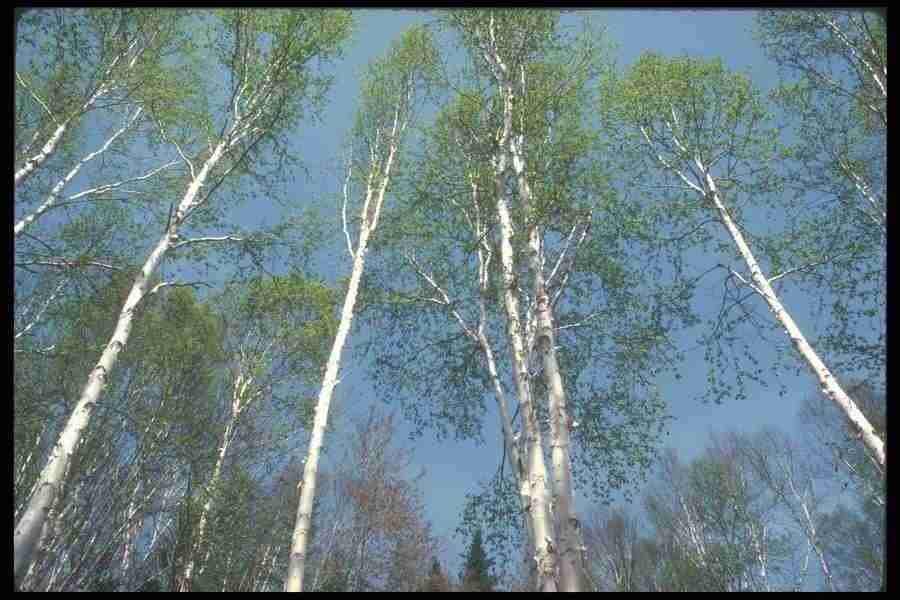 Spring - Corel Professional Photos ></a>
<script language=JavaScript> 
  var txt = 