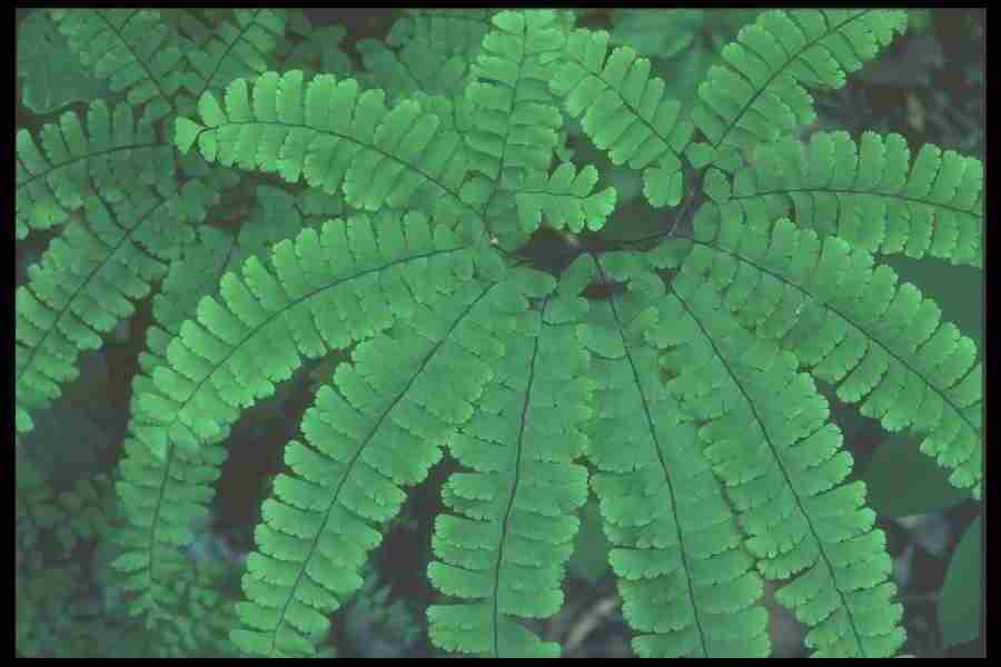 Spring - Corel Professional Photos ></a>
<script language=JavaScript> 
  var txt = 