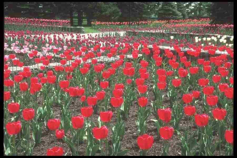 Spring - Corel Professional Photos ></a>
<script language=JavaScript> 
  var txt = 