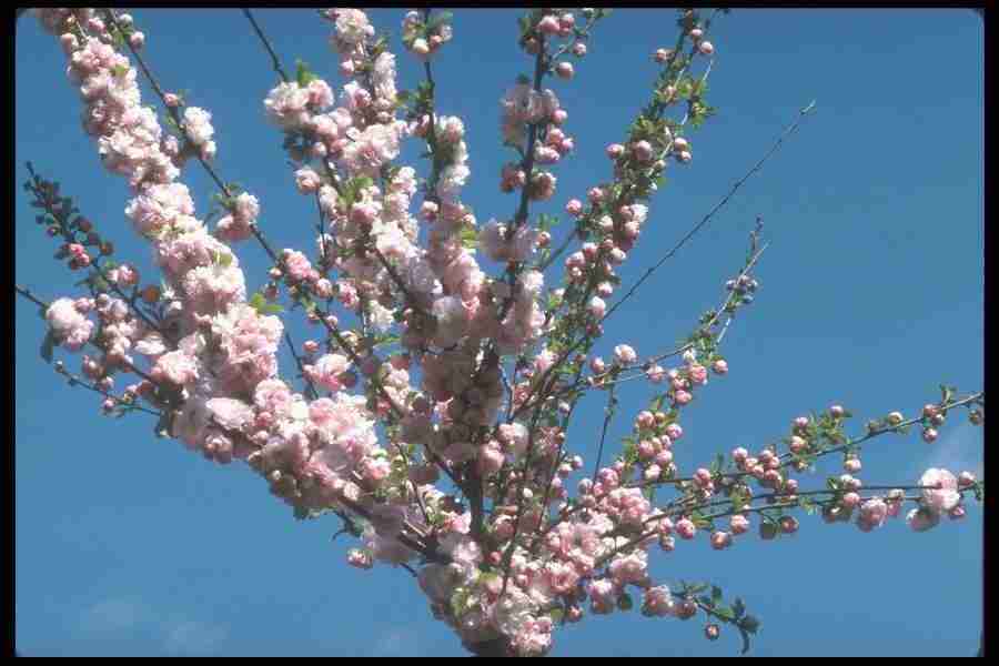 Spring - Corel Professional Photos ></a>
<script language=JavaScript> 
  var txt = 