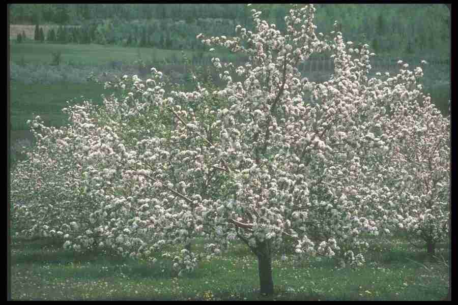 Spring - Corel Professional Photos ></a>
<script language=JavaScript> 
  var txt = 