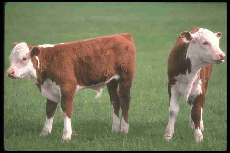 Spring - Corel Professional Photos ></a>
<script language=JavaScript> 
  var txt = 