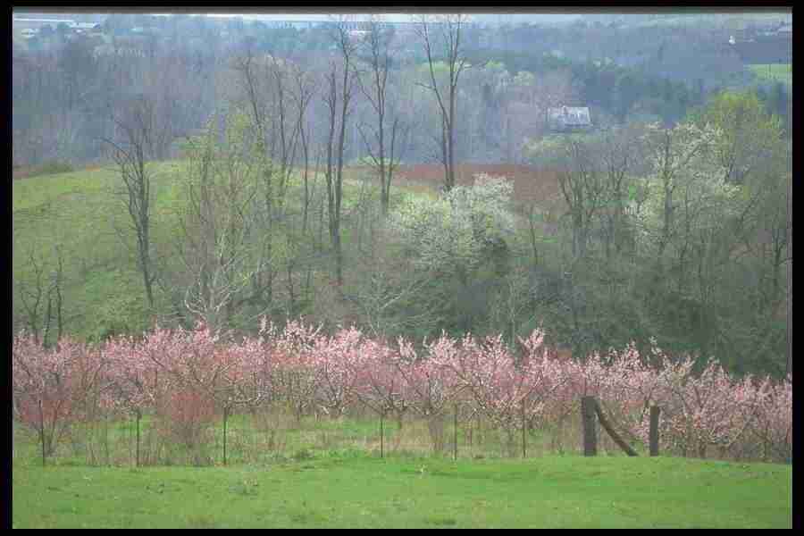 Spring - Corel Professional Photos ></a>
<script language=JavaScript> 
  var txt = 