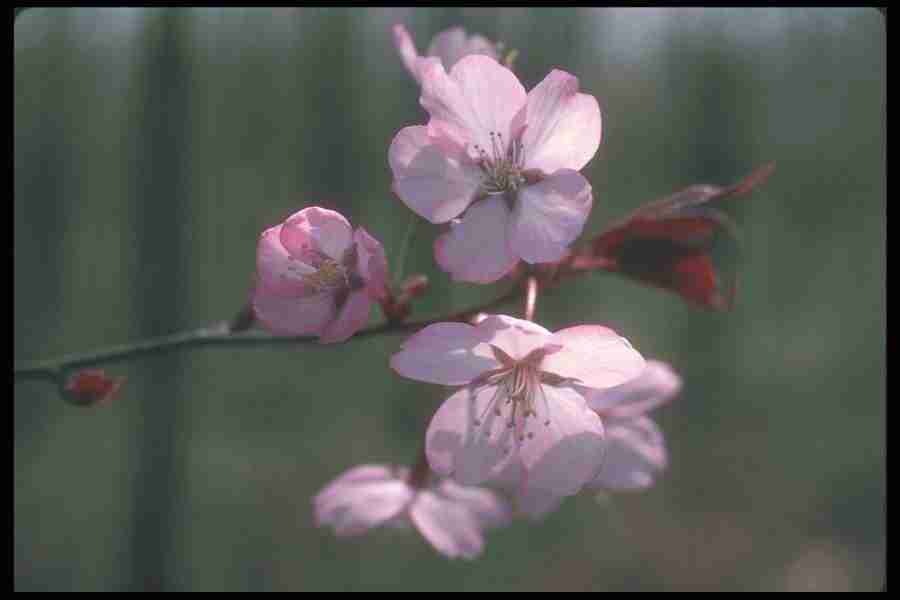 Spring - Corel Professional Photos ></a>
<script language=JavaScript> 
  var txt = 