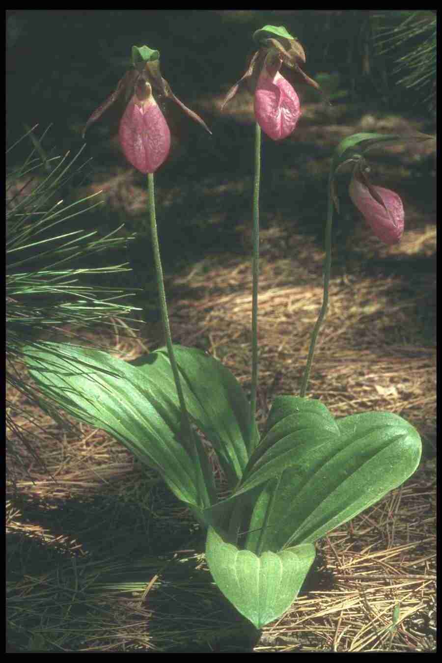 Spring - Corel Professional Photos ></a>
<script language=JavaScript> 
  var txt = 